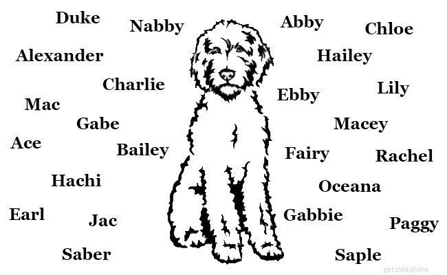 Australisk labradoodle – information och historik för hundraser