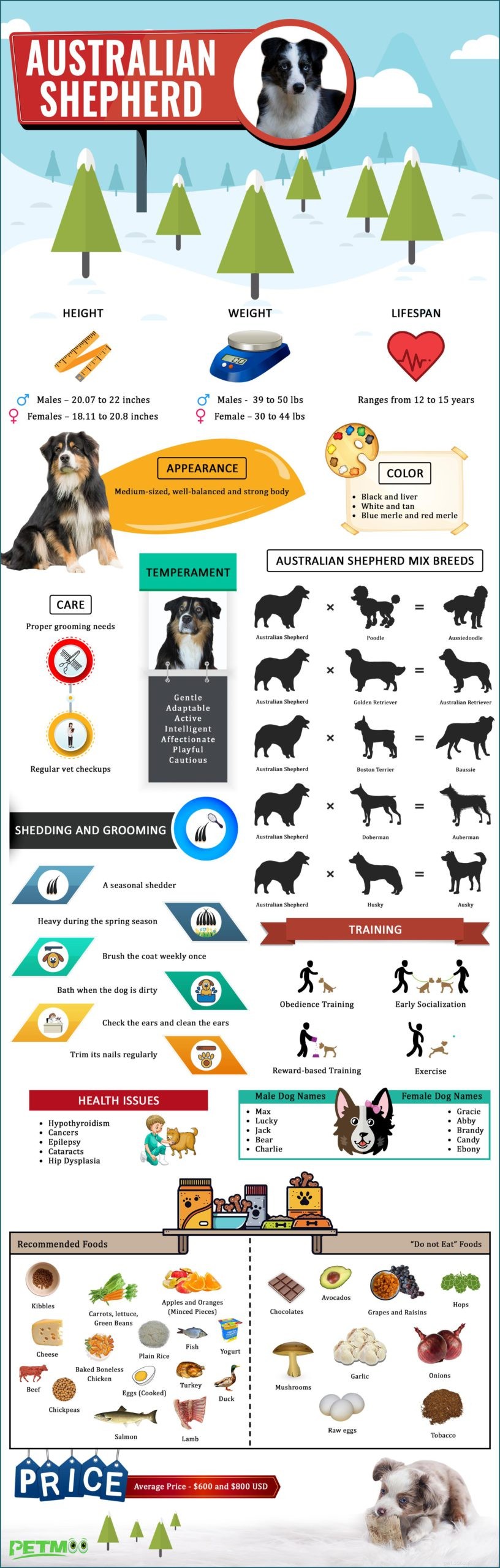Chiot berger australien – Informations sur la race de chien