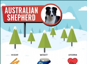 Štěně australského ovčáka – informace o plemeni psa