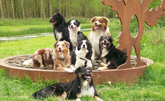 Cucciolo di pastore australiano – Informazioni sulla razza canina