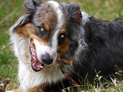 Filhote de pastor australiano - Informações sobre a raça do cão 