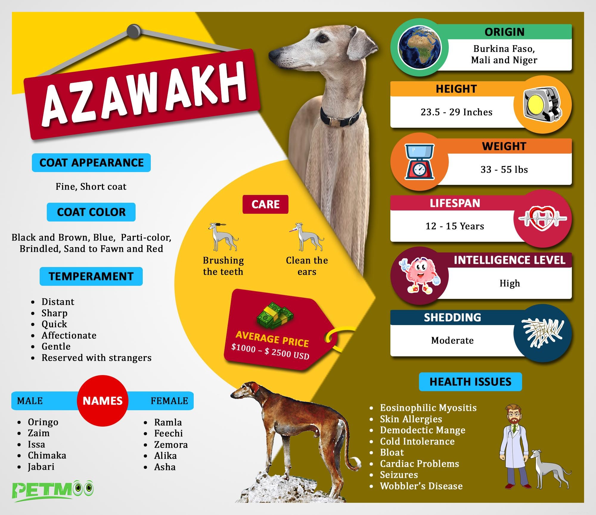 アザワク–犬の品種情報と興味深い事実 