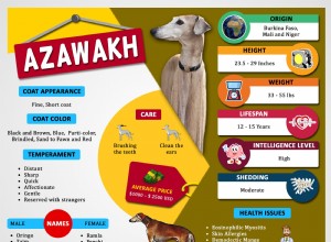 Azawakh – 개 품종 정보 및 흥미로운 사실
