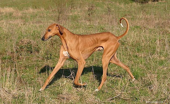 Azawakh – Informazioni sulla razza canina e fatti interessanti