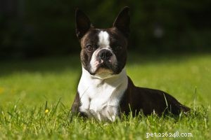 Azawakh – Informazioni sulla razza canina e fatti interessanti