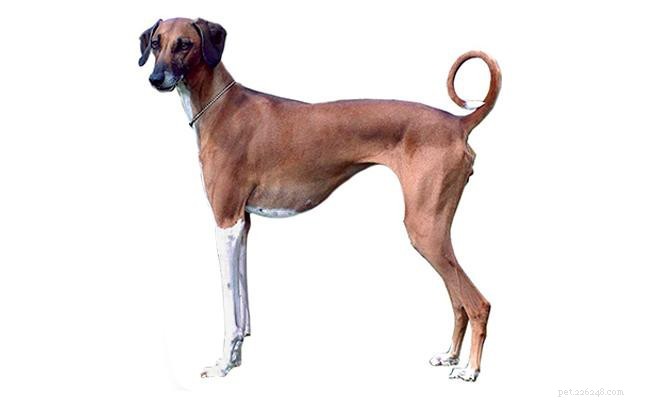 Azawakh – Informations sur les races de chiens et faits intéressants