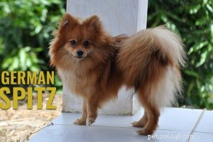 Basenji – Informations uniques sur la race de chien sur le chien qui n aboie pas