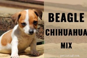 Basenji – unik hundrasinformation om den skällande hunden