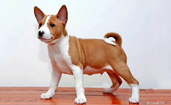 Basenji – Unieke informatie over hondenrassen over de blafloze hond