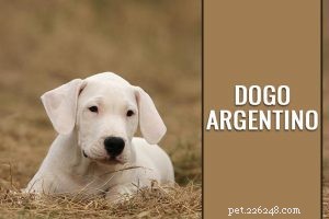 비글 강아지 – 기질, 관리 및 몸단장 요령