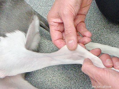 Beaglevalp – temperament, vård och skötseltips