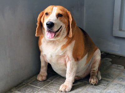 비글 강아지 – 기질, 관리 및 몸단장 요령