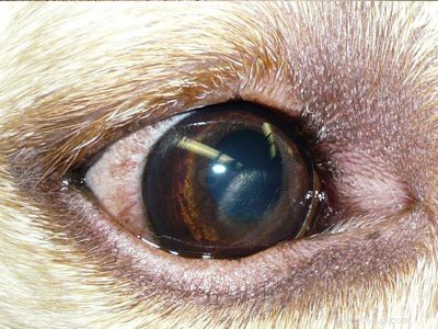 Cachorrinho Beagle – Dicas de temperamento, cuidados e higiene