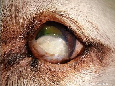 Beaglevalp – temperament, vård och skötseltips