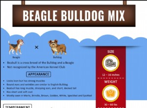 Beabull –ビーグルブルドッグミックスに関する品種情報 