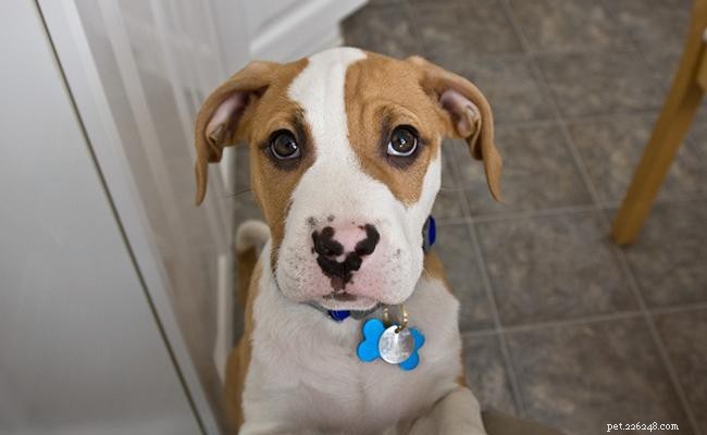 Beabull – Informações sobre a raça Beagle Bulldog Mix