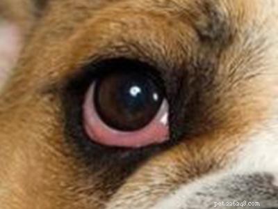 Beabull – Informazioni sulla razza sul Beagle Bulldog Mix