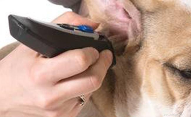 Beabull – Informations sur la race du mélange Beagle Bulldog
