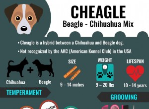 Cheagle –ビーグルチワワミックスに関する完全な情報 