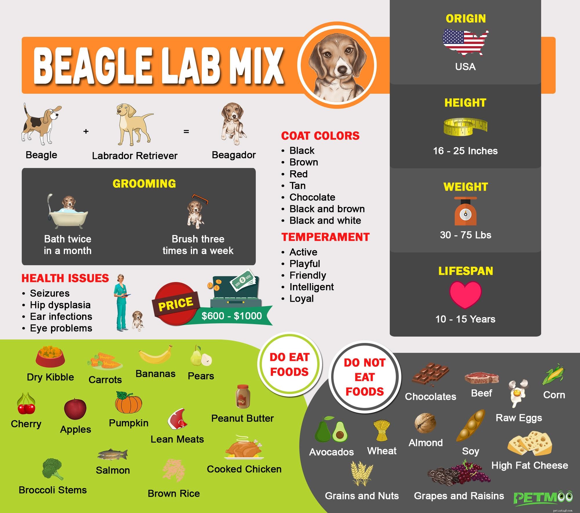 Beagle Lab Mix – Faits complets sur le Beagador