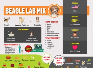 Beagle Lab Mix – Beagador에 대한 완전한 정보