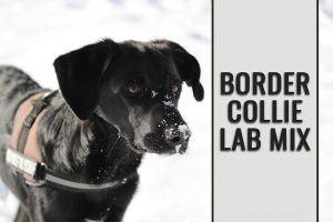 Beagle Lab Mix – полная информация о Beagador