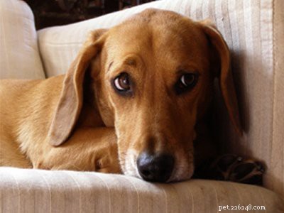 Beagle Mix – fakta o všech super roztomilých psech Beagle