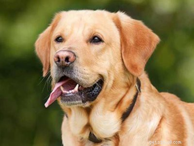 Beagle Mix – Fakta om alla Super Cute Mix Dogs Of Beagle