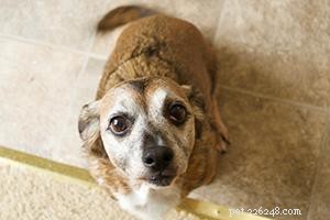 Beagle Mix – Feiten over alle superleuke mixhonden van Beagle