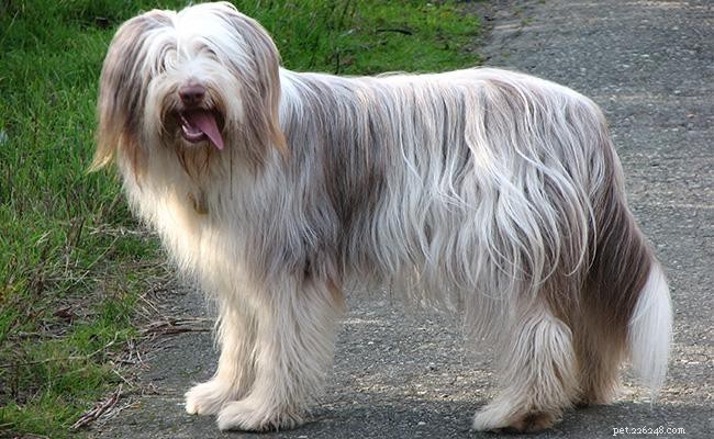 Bearded kolie – kompletní informace o plemeni psa o pasteveckém psu