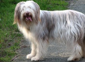 Bearded kolie – kompletní informace o plemeni psa o pasteveckém psu