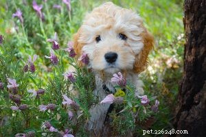 Collie barbuto – Informazioni complete sulla razza del cane sul cane da pastore