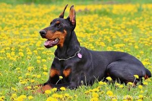 Collie barbuto – Informazioni complete sulla razza del cane sul cane da pastore