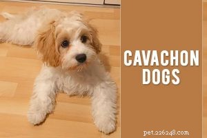 Beauceron – Informatie over hondenrassen en trainingstips
