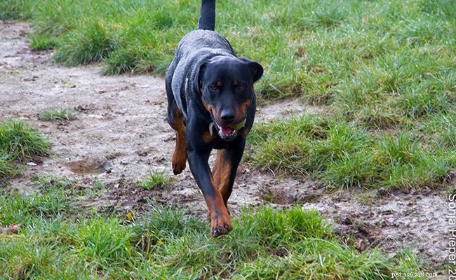 Босерон – информация о породе собак и советы по дрессировке
