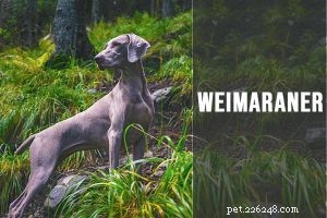 Informazioni sulla razza del cane belga Malinois