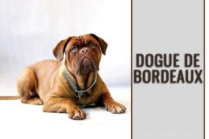 Beauceron – Informations sur les races de chiens et conseils d entraînement
