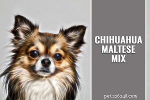 Informations sur la race de chien malinois belge