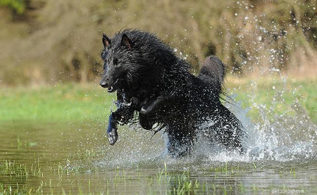 Belgische herder – moet informatie over hondenrassen en training kennen
