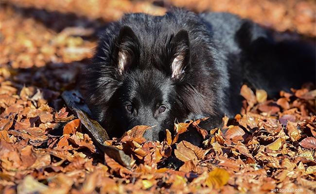 Pastore belga – Informazioni e addestramento sulla razza canina da conoscere