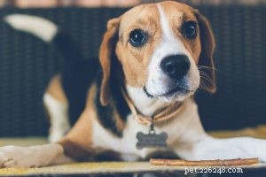 Bernedoodle hondenras informatie en gids