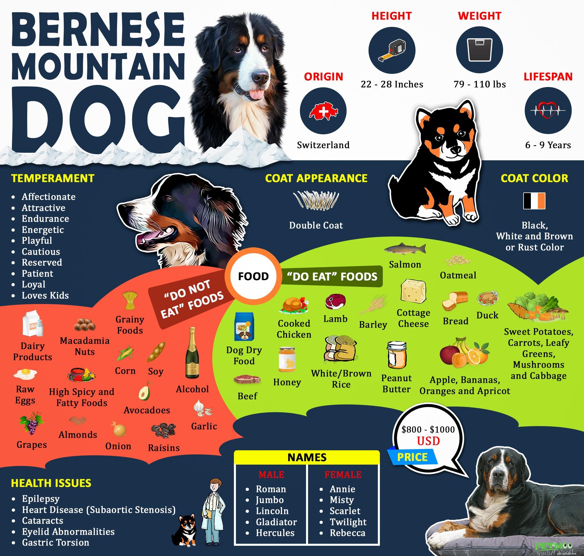 バーニーズマウンテンドッグの子犬–品種情報とケア 