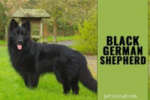 Bernese Mountain Dog Puppies – 품종 정보 및 관리