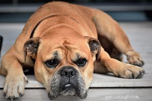 Bichon Poodle Mix – Guia completo para donos de Poochon