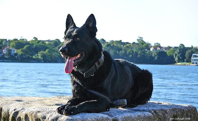 Pastore tedesco nero – Guida completa sulla razza canina sorprendente