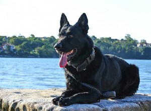 ブラックジャーマンシェパード–印象的な犬種の完全ガイド