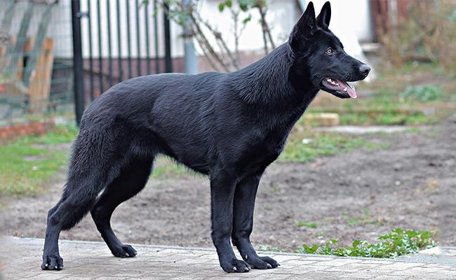 Černý německý ovčák – kompletní průvodce plemenem nápadného psa