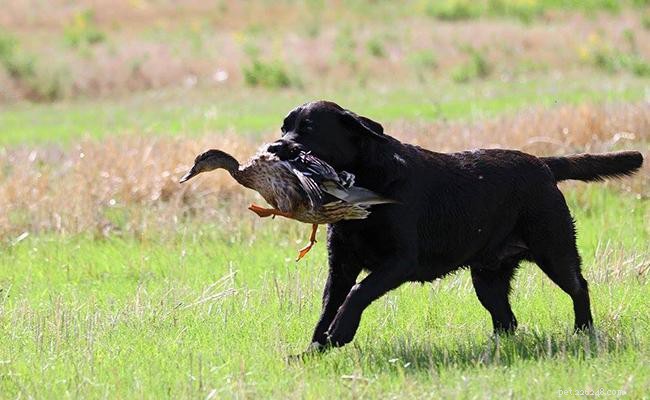 Black Lab – Komplett guide om Black Labrador Retriever
