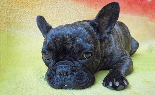 Bulldog francese blu – Devi conoscere i fatti sulla razza rara