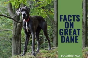Blå fransk bulldogg – måste veta fakta om den sällsynta rasen